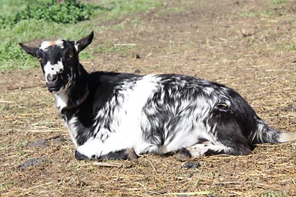 Priscilla.  A speckled miniature bred goat.  She is kidding for the first time .