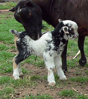 "Peejay" miniature buck kid for sale.