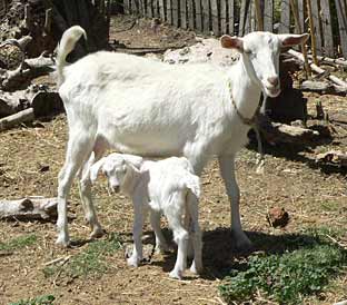 Foundation white miniature goat for sale with buck kid at foot.