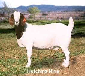 Hutchins Nina.  One of our original fullblood boer does.