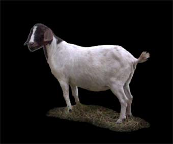 Hidden Valley 46.  A fullblood boer doe for sale.