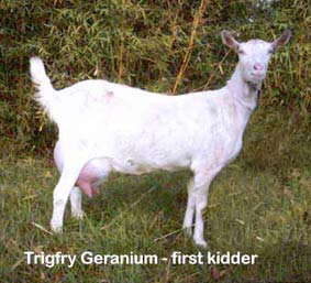 Trigfry Geranium.  First lactation saanen doe who peaked at over 7 liters of milk a day.
