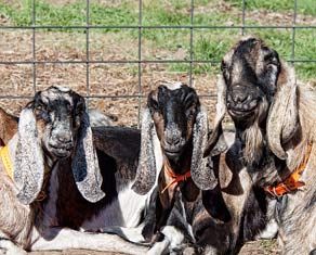 Kernmore Monty with two of his daughters